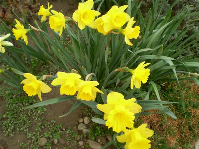 narcisi